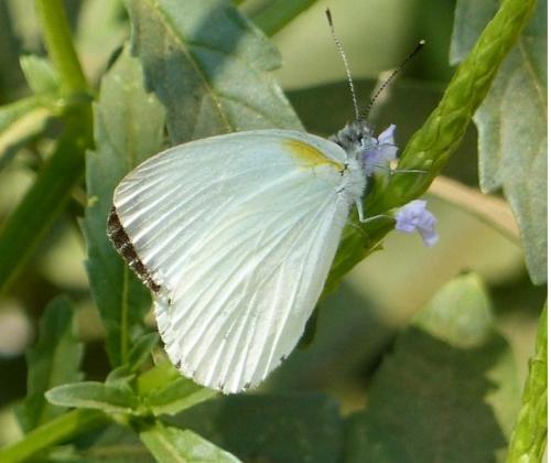 Réf. 185 507 : Dixeia orbona